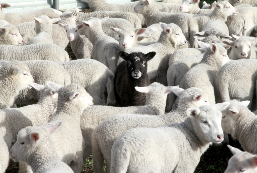 Un mouton noir au milieu du troupeau